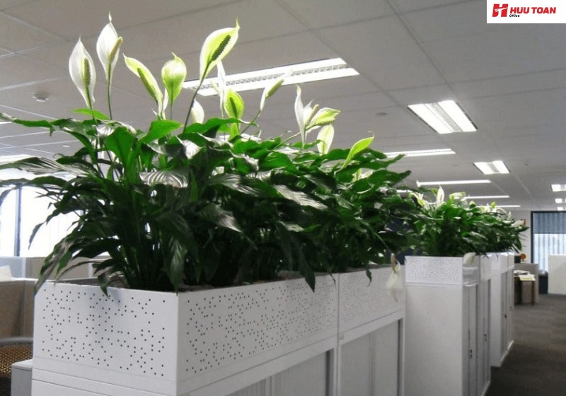 Một số cách chăm sóc cây cảnh văn phòng