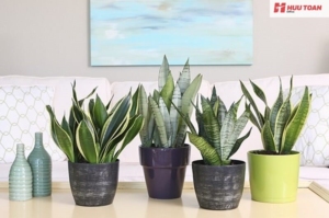 Cây cảnh văn phòng hợp mệnh thổ