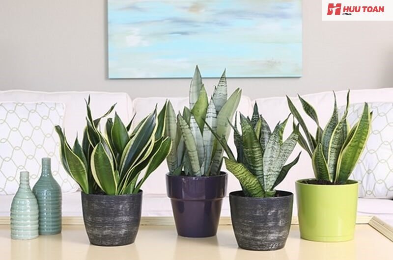 Top 10 cây cảnh văn phòng hợp mệnh thổ phổ biến Cây cảnh văn phòng hợp mệnh thổ