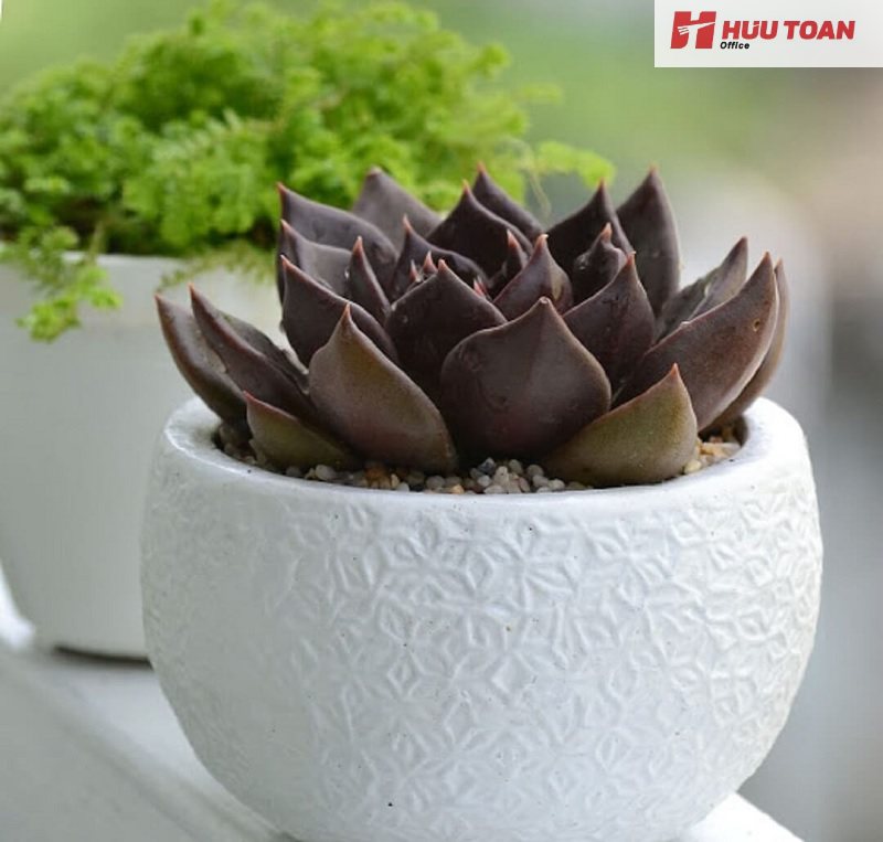 Top 10 cây cảnh văn phòng hợp mệnh thổ phổ biến Cây cảnh văn phòng hợp mệnh thổ