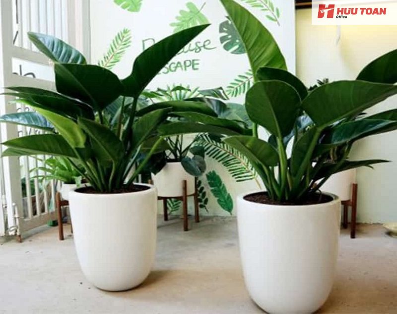 Top 10 cây cảnh văn phòng hợp mệnh thổ phổ biến Cây cảnh văn phòng hợp mệnh thổ