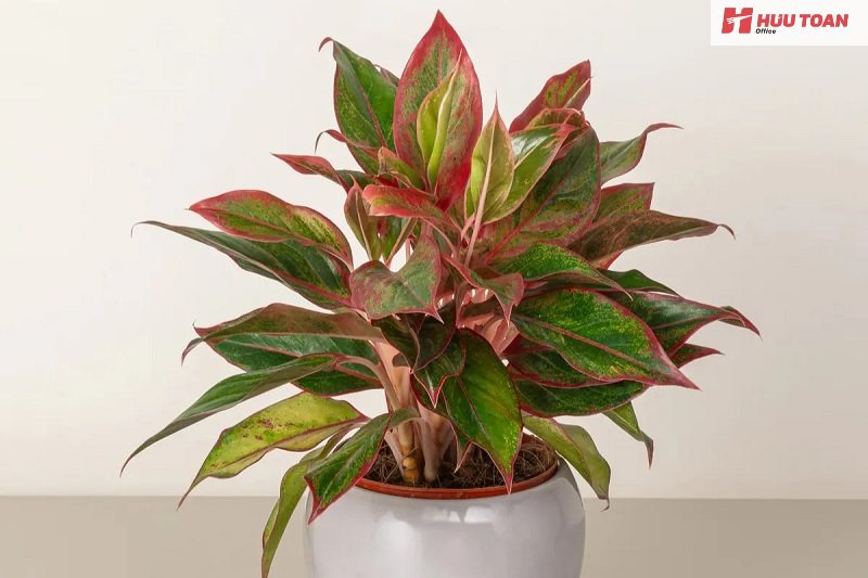 Top 10 cây cảnh văn phòng hợp mệnh thổ phổ biến Cây cảnh văn phòng hợp mệnh thổ