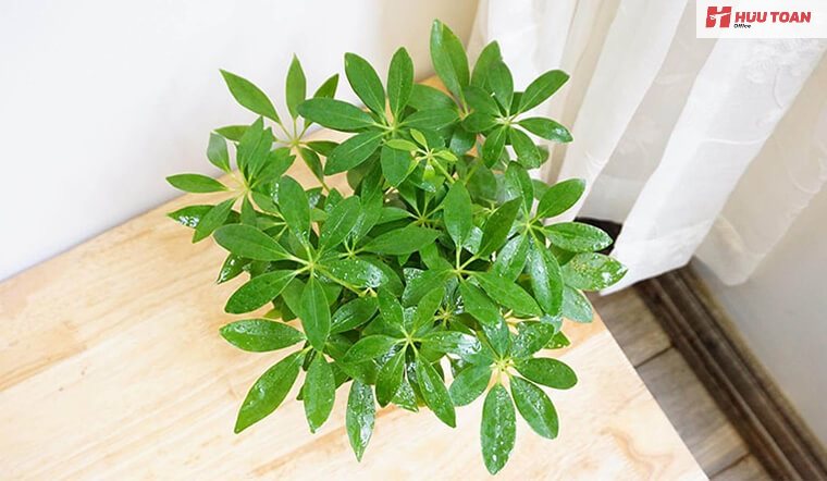 Top 10 cây cảnh văn phòng hợp mệnh thổ phổ biến Cây cảnh văn phòng hợp mệnh thổ