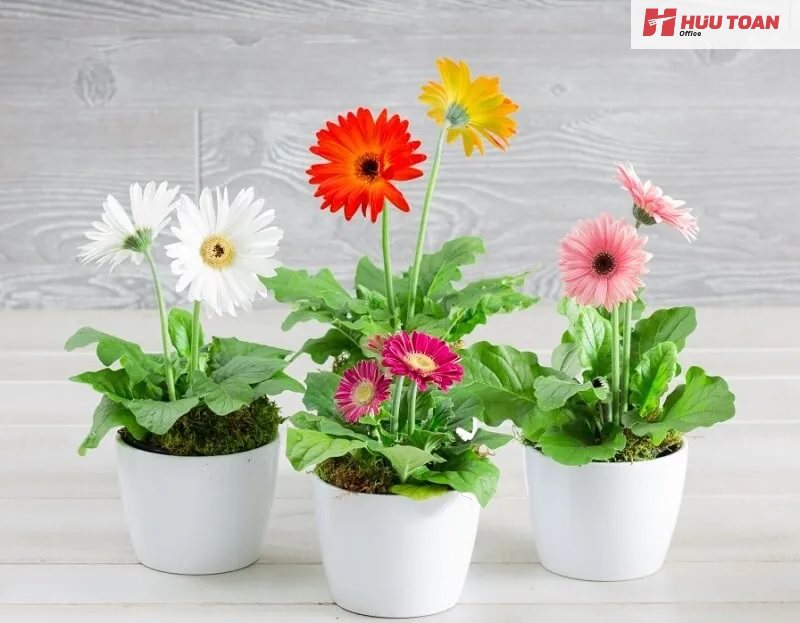 Top 10 cây cảnh văn phòng hợp mệnh thổ phổ biến Cây cảnh văn phòng hợp mệnh thổ