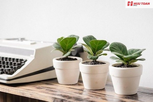 Top 10 cây cảnh văn phòng hợp mệnh thổ phổ biến Cây cảnh văn phòng hợp mệnh thổ