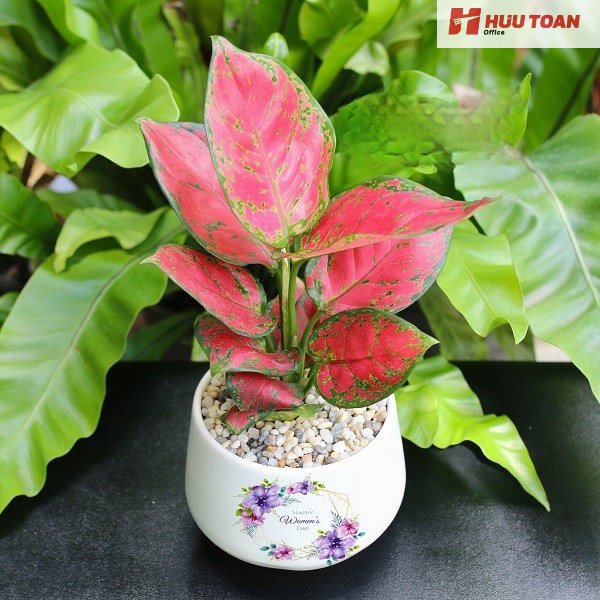 Top 10 cây cảnh văn phòng hợp mệnh thổ phổ biến Cây cảnh văn phòng hợp mệnh thổ