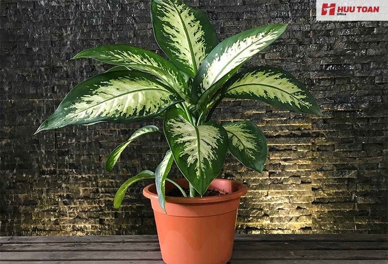 Top 10 cây cảnh văn phòng hợp mệnh thổ phổ biến Cây cảnh văn phòng hợp mệnh thổ