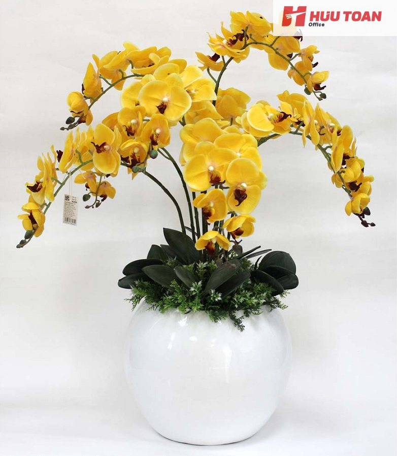 Top 10 cây cảnh văn phòng hợp mệnh thổ phổ biến Cây cảnh văn phòng hợp mệnh thổ