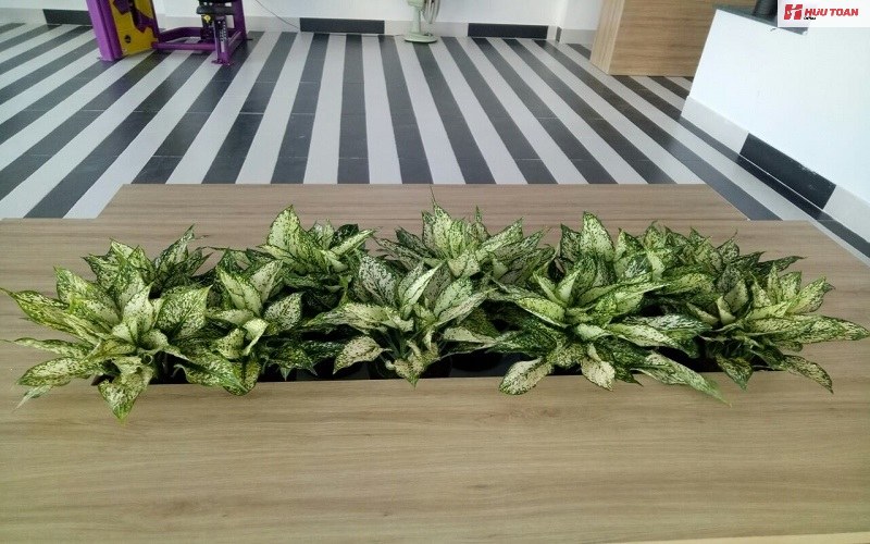 Top 12 cây văn phòng hợp mệnh thủy phổ biến hiện nay Top 12 cây văn phòng hợp mệnh thủy phổ biến hiện nay