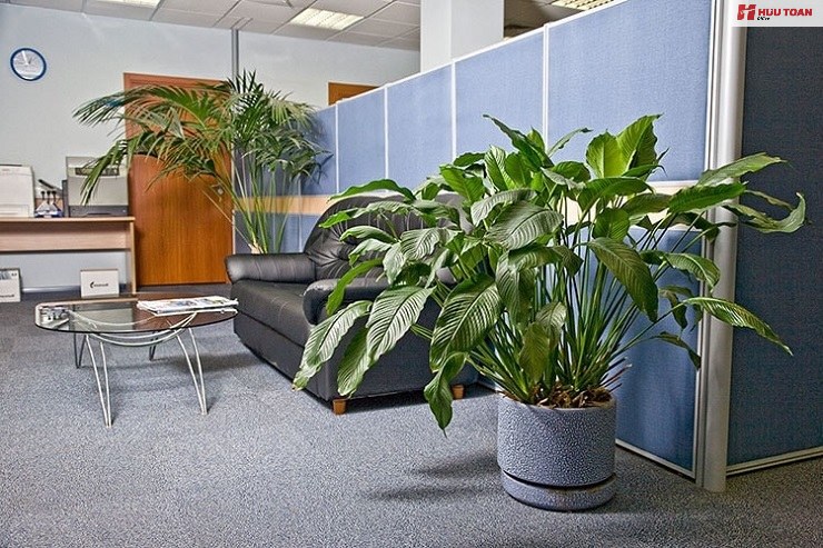 Top 12 cây văn phòng hợp mệnh thủy phổ biến hiện nay Cây văn phòng hợp mệnh thủy