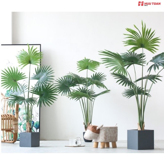 Top 12 cây văn phòng hợp mệnh thủy phổ biến hiện nay Cây văn phòng hợp mệnh thủy