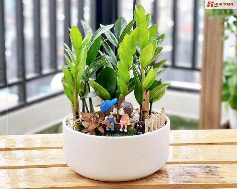 Top 12 cây văn phòng hợp mệnh thủy phổ biến hiện nay Top 12 cây văn phòng hợp mệnh thủy phổ biến hiện nay