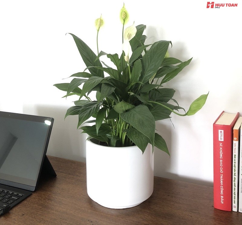 Top 12 cây văn phòng hợp mệnh thủy phổ biến hiện nay Cây văn phòng hợp mệnh thủy