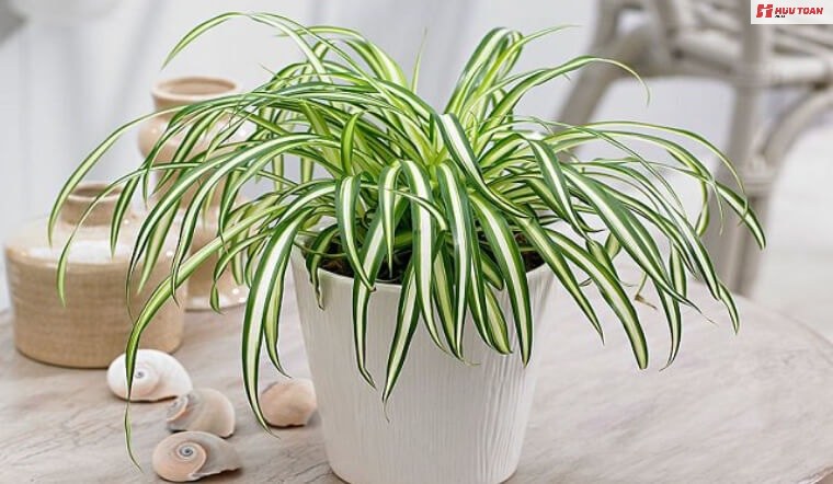 Top 12 cây văn phòng hợp mệnh thủy phổ biến hiện nay Cây văn phòng hợp mệnh thủy