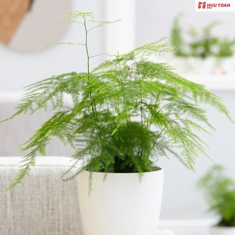 Top 12 cây văn phòng hợp mệnh thủy phổ biến hiện nay Cây văn phòng hợp mệnh thủy