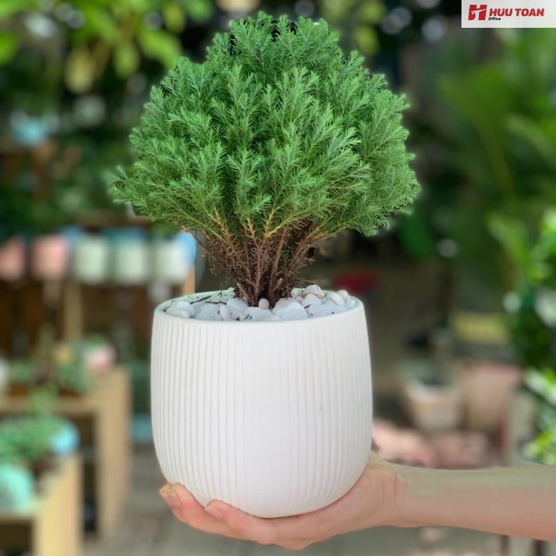 Top 12 cây văn phòng hợp mệnh thủy phổ biến hiện nay Cây văn phòng hợp mệnh thủy