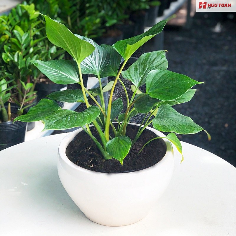 Top 12 cây văn phòng hợp mệnh thủy phổ biến hiện nay Cây văn phòng hợp mệnh thủy