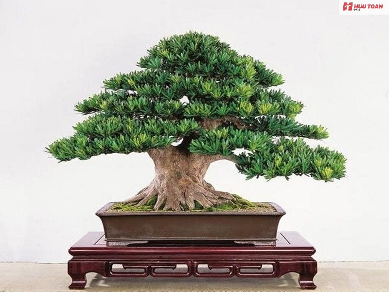 Top 12 cây văn phòng hợp mệnh thủy phổ biến hiện nay Cây văn phòng hợp mệnh thủy