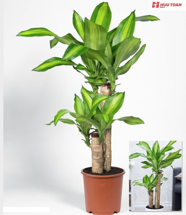 Top 12 cây văn phòng hợp mệnh thủy phổ biến hiện nay Cây văn phòng hợp mệnh thủy