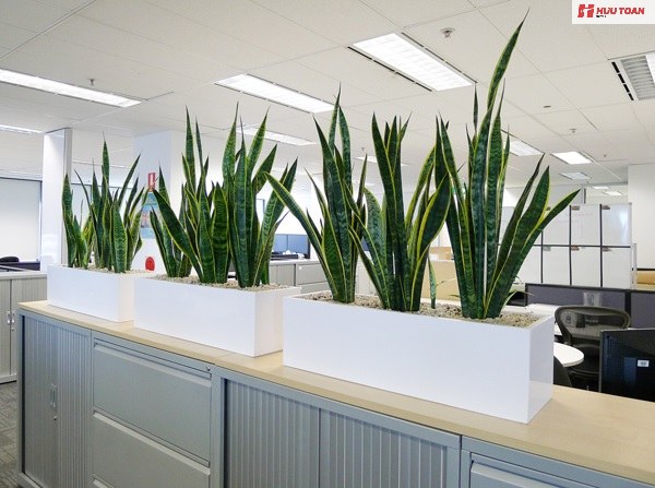 cây văn phòng hợp mệnh thủy phổ biến hiện nay